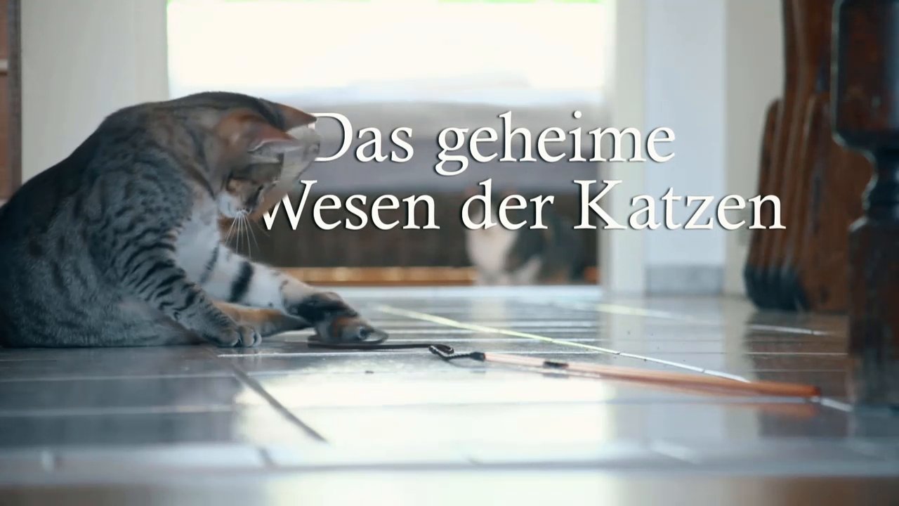 Das geheime Wesen der Katzen