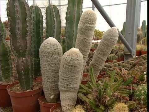 C'est pas sorcier - Les cactus : un sujet épineux