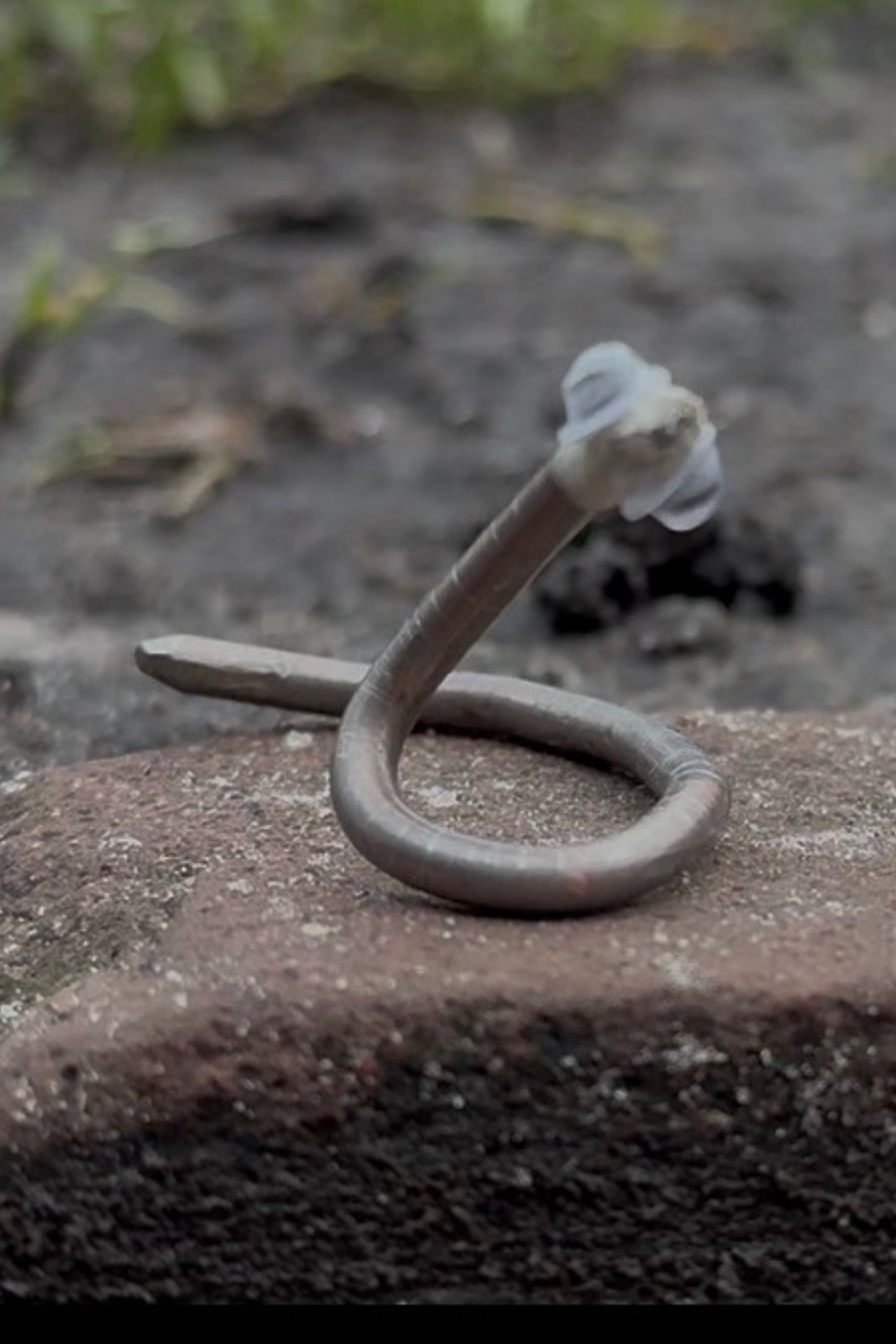 de worm fotoğraf 2