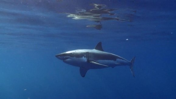 When Sharks attack... - Épisode 6