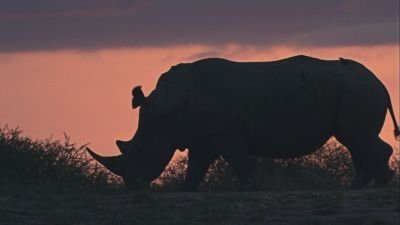 Afrique - À la vie, à la mort - Épisode 1