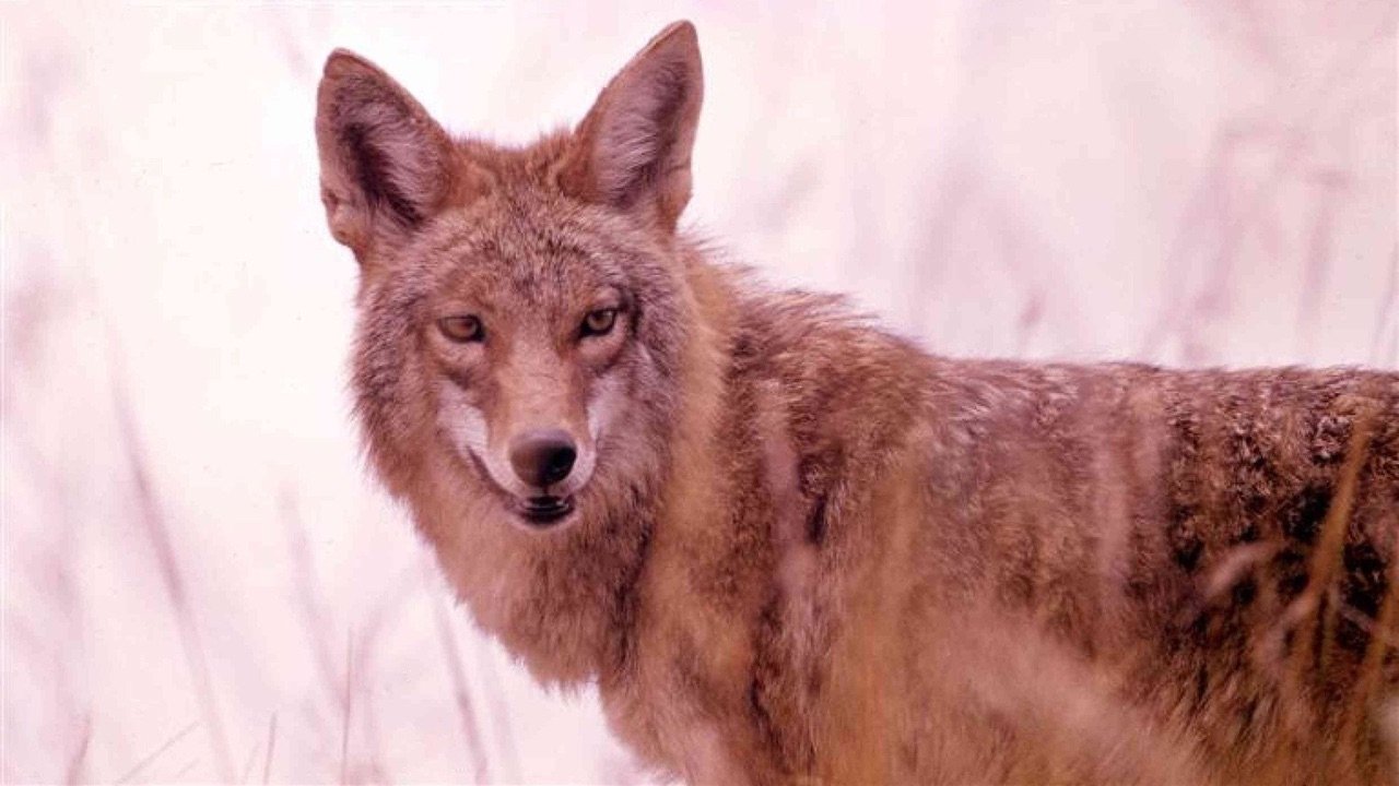 A Country Coyote Goes Hollywood (1965)