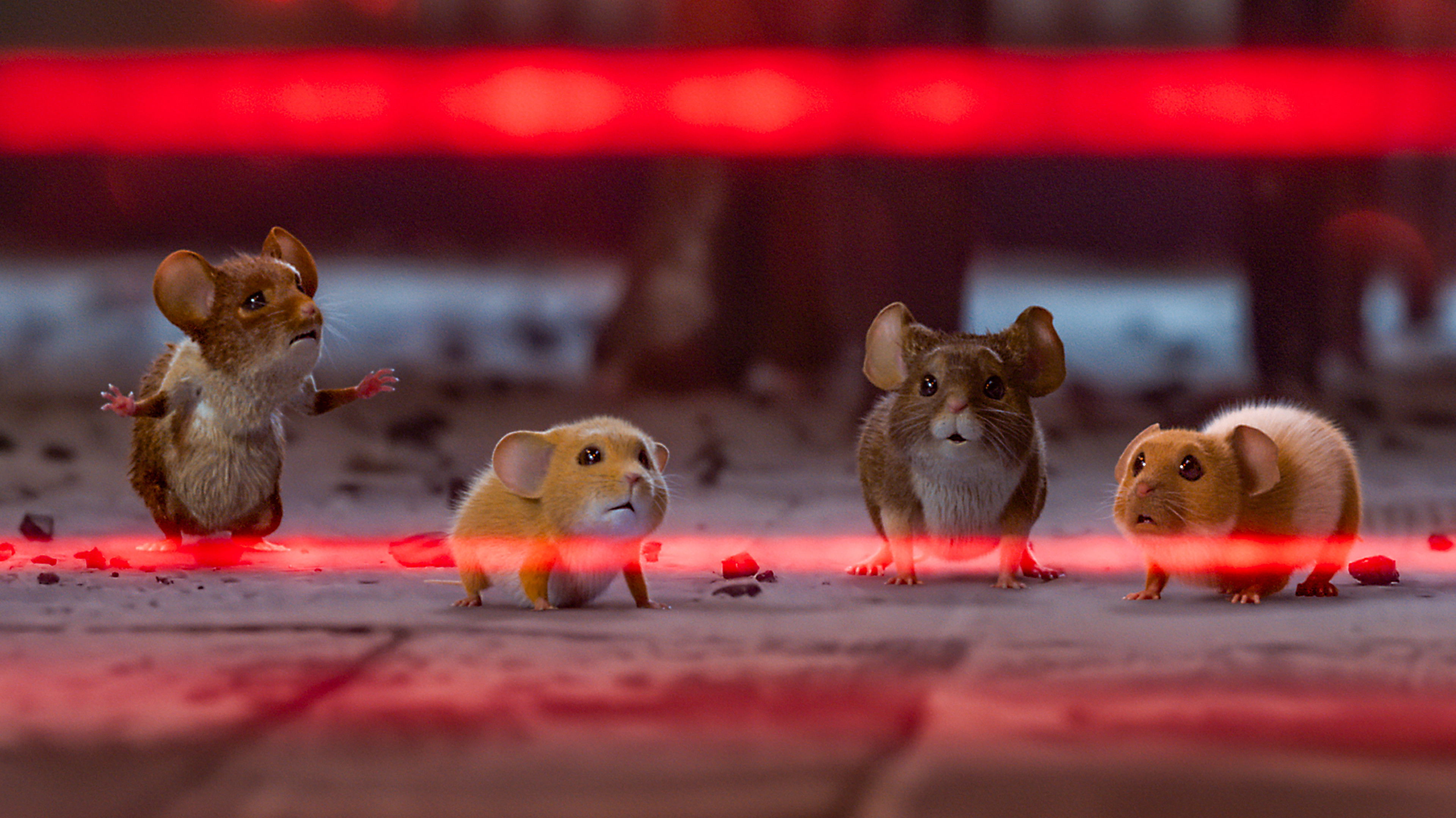 A Mouse Hunt for Christmas