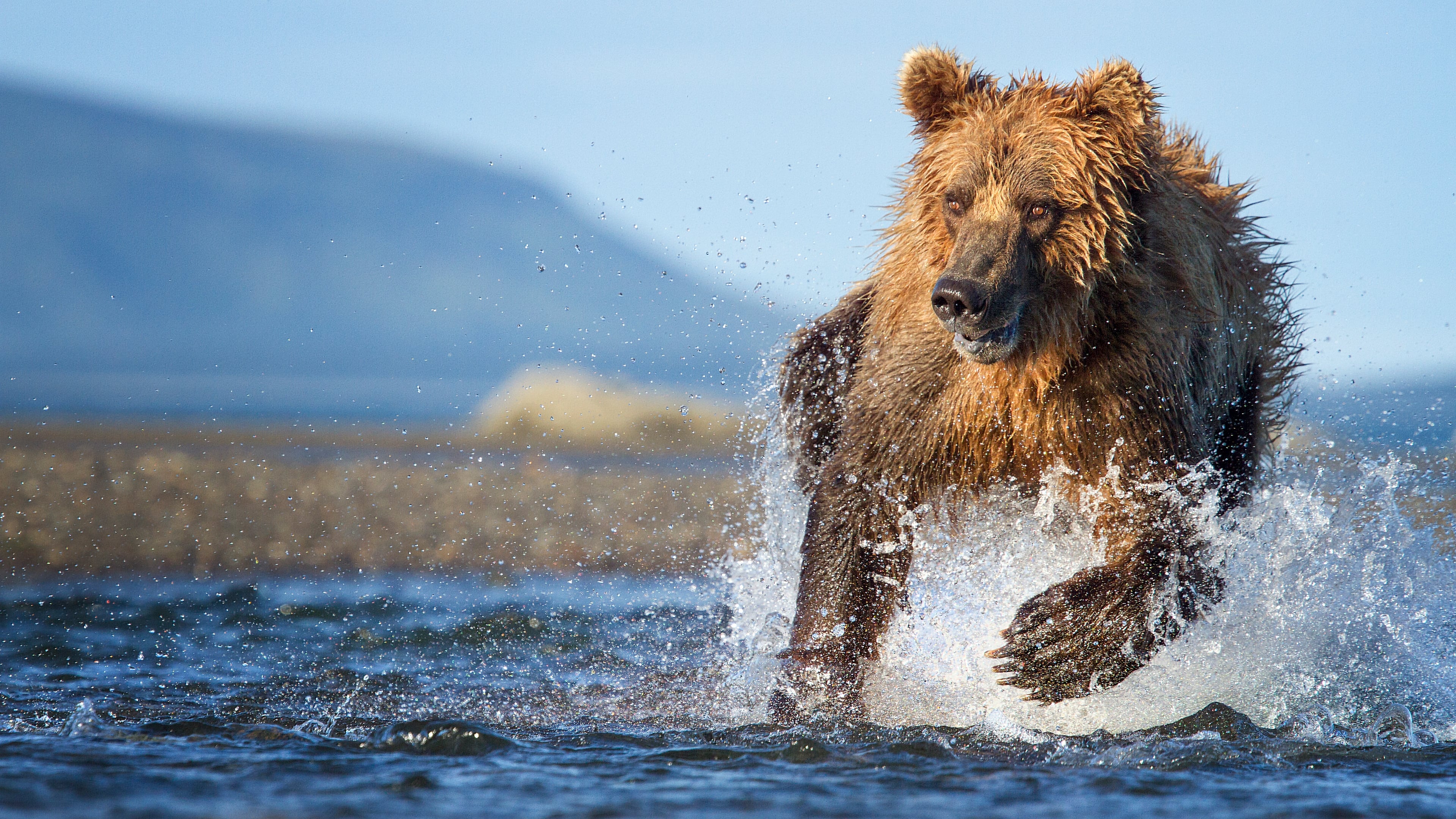 The Hunt