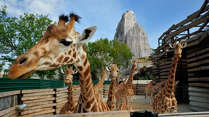 Un zoo à Paris - Les girafes sont chez elles