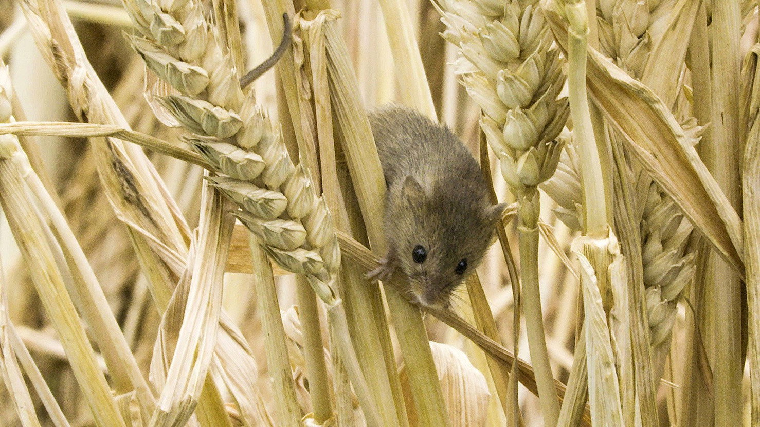 Secret Life of Farm Animals S01E03 backdrop