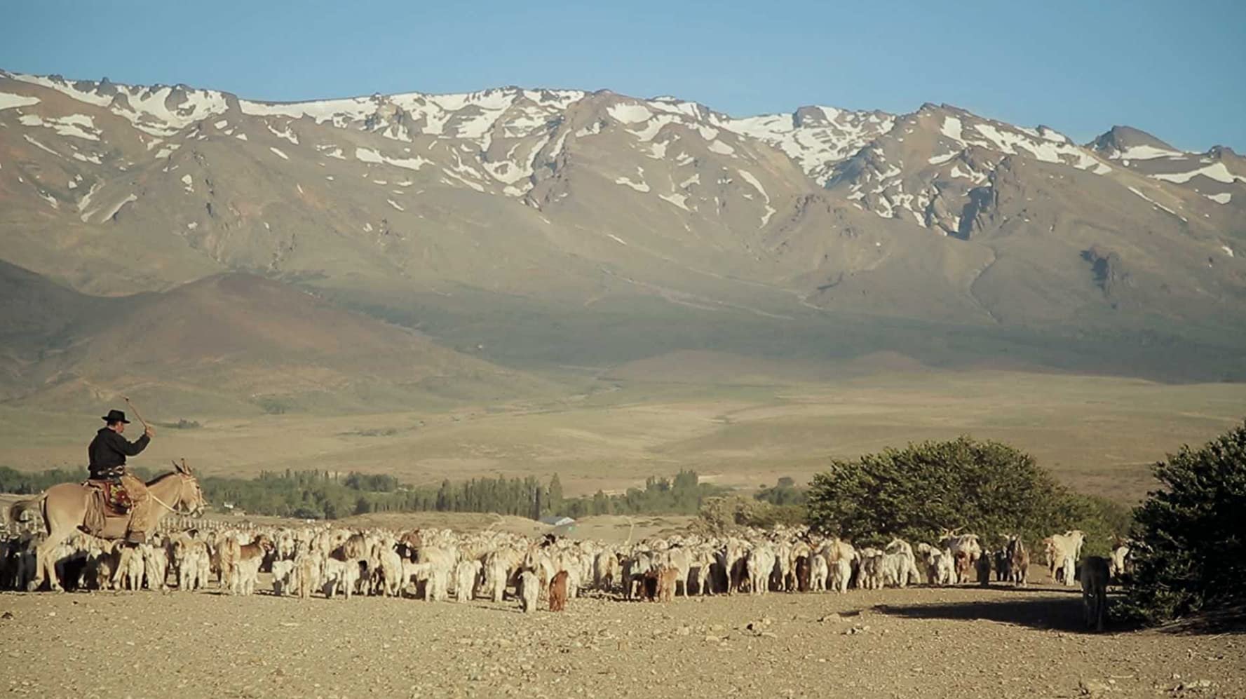 Transhumance