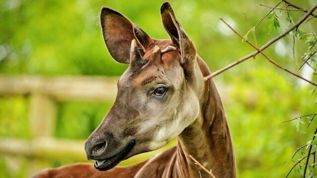 The Secret Life of the Zoo