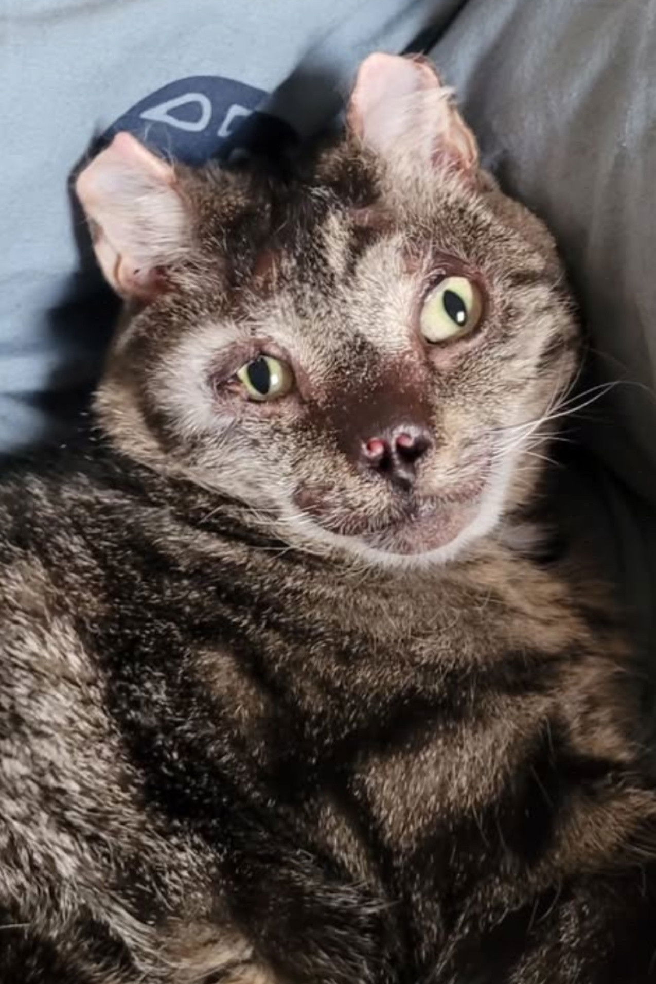 et billede af Fire Cat