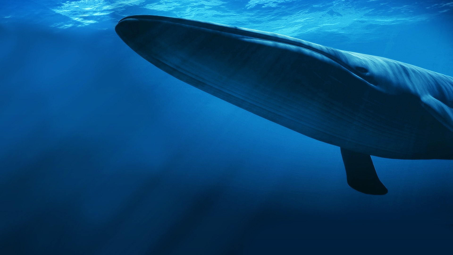 Kingdom of the Blue Whale (2009)