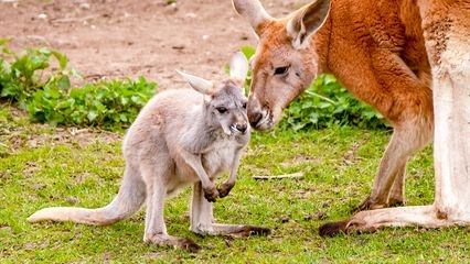 Expédition Pairi Daiza - Épisode 7