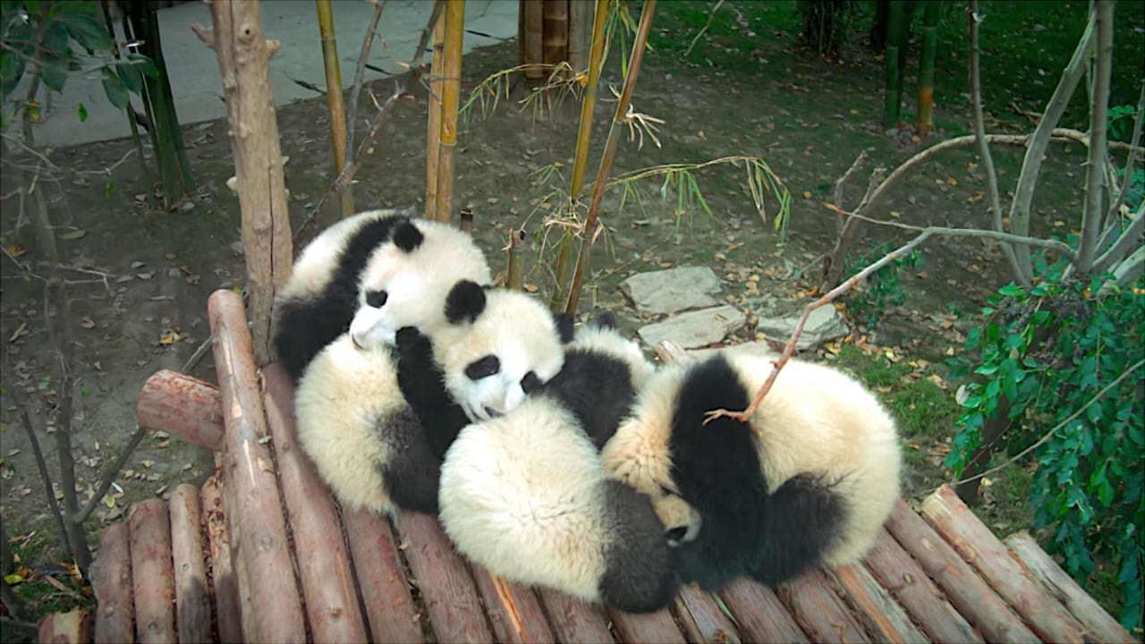 Pandas (2018)