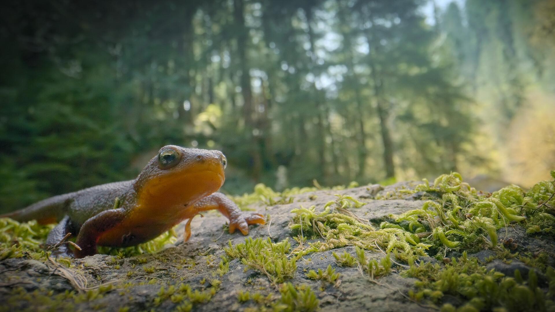 Incredible Animal Journeys