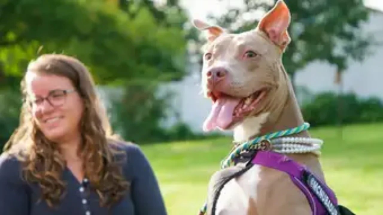 The Wizard of Paws - Season 5 Episode 7 : Episodio 7 (2025)