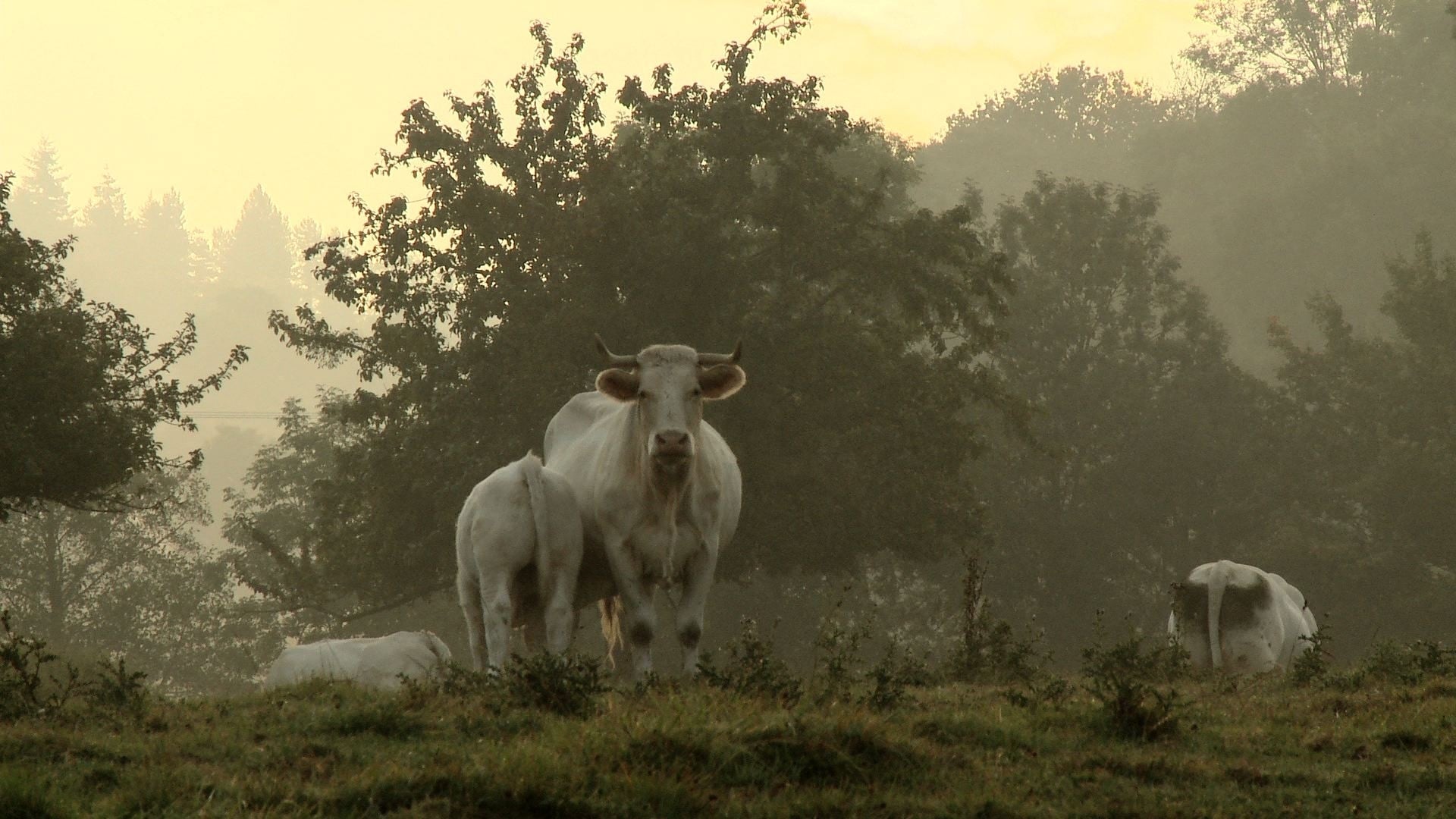 Image du film Bovines ou la Vraie Vie des vaches thbse7mwiev1zgdxips2iwfjtkmjpg