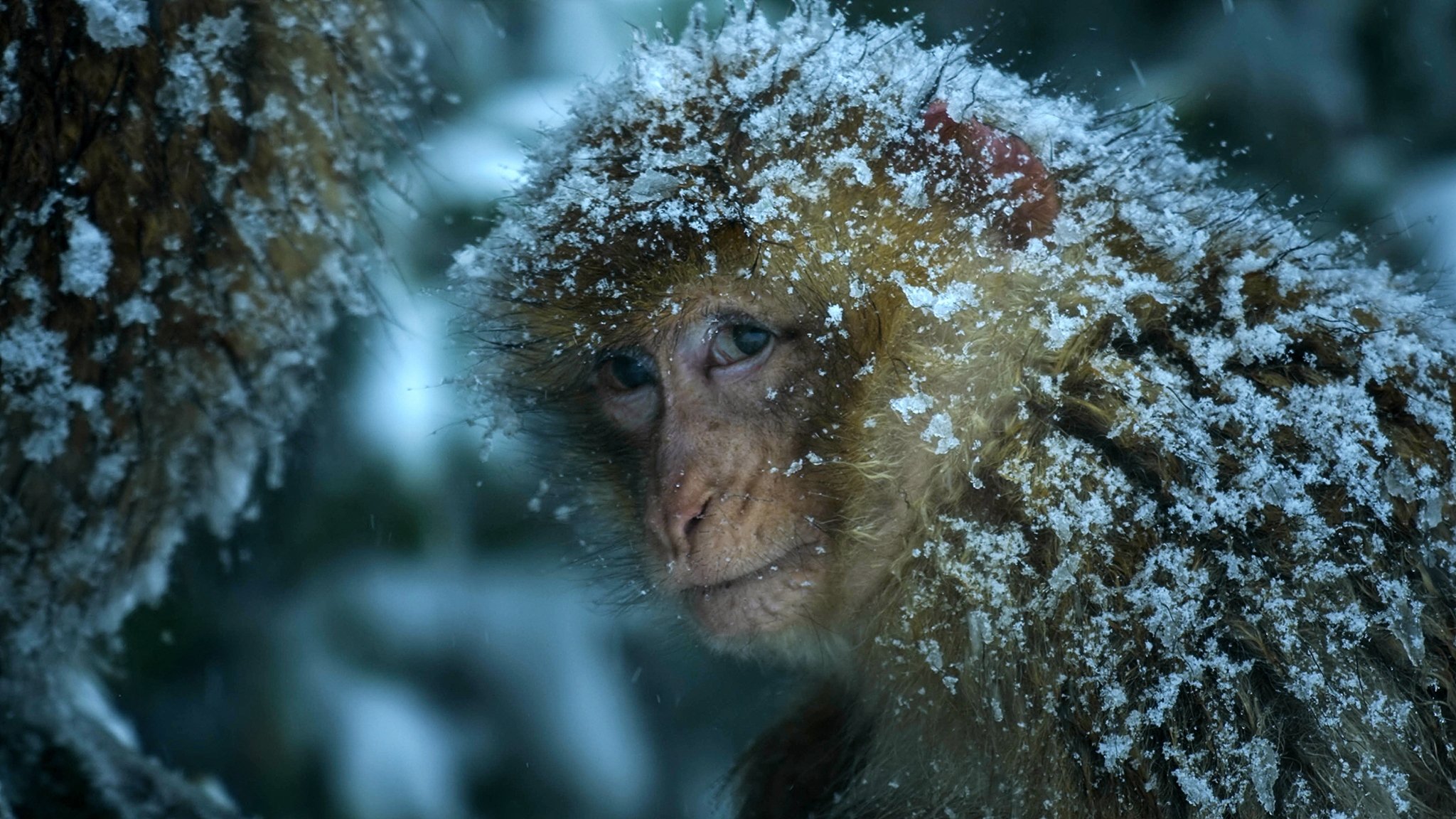 Thumbnail for Macaque: Monkeys in the Mountains – A Dynasties Special Season 0 Episode 8
