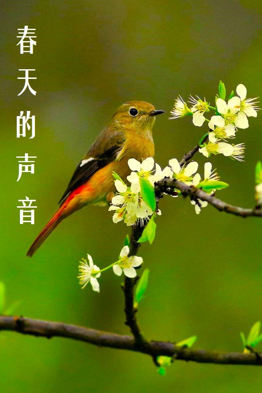 春天的声音