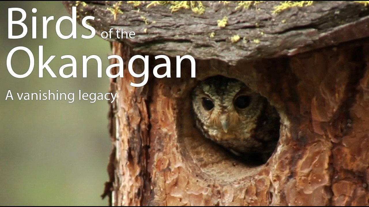Birds of the Okanagan: A Vanishing Legacy