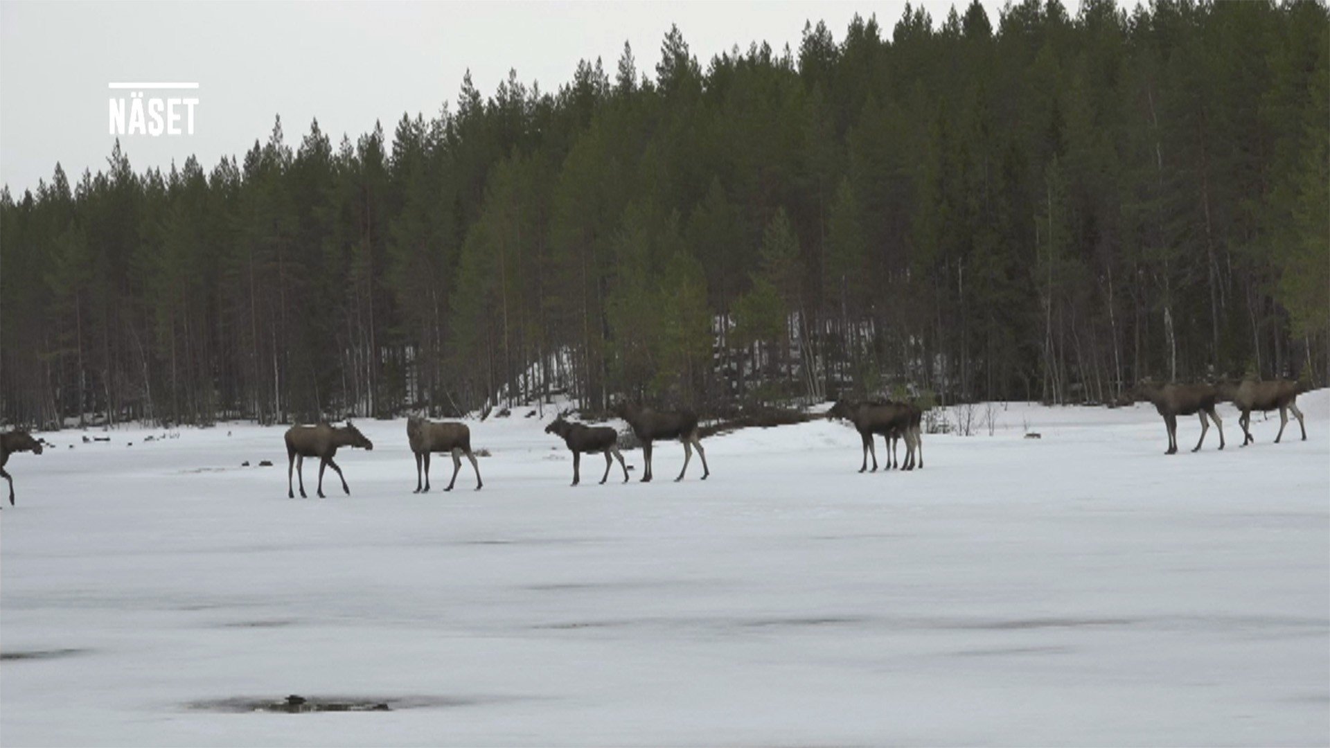 Den stora älgvandringen