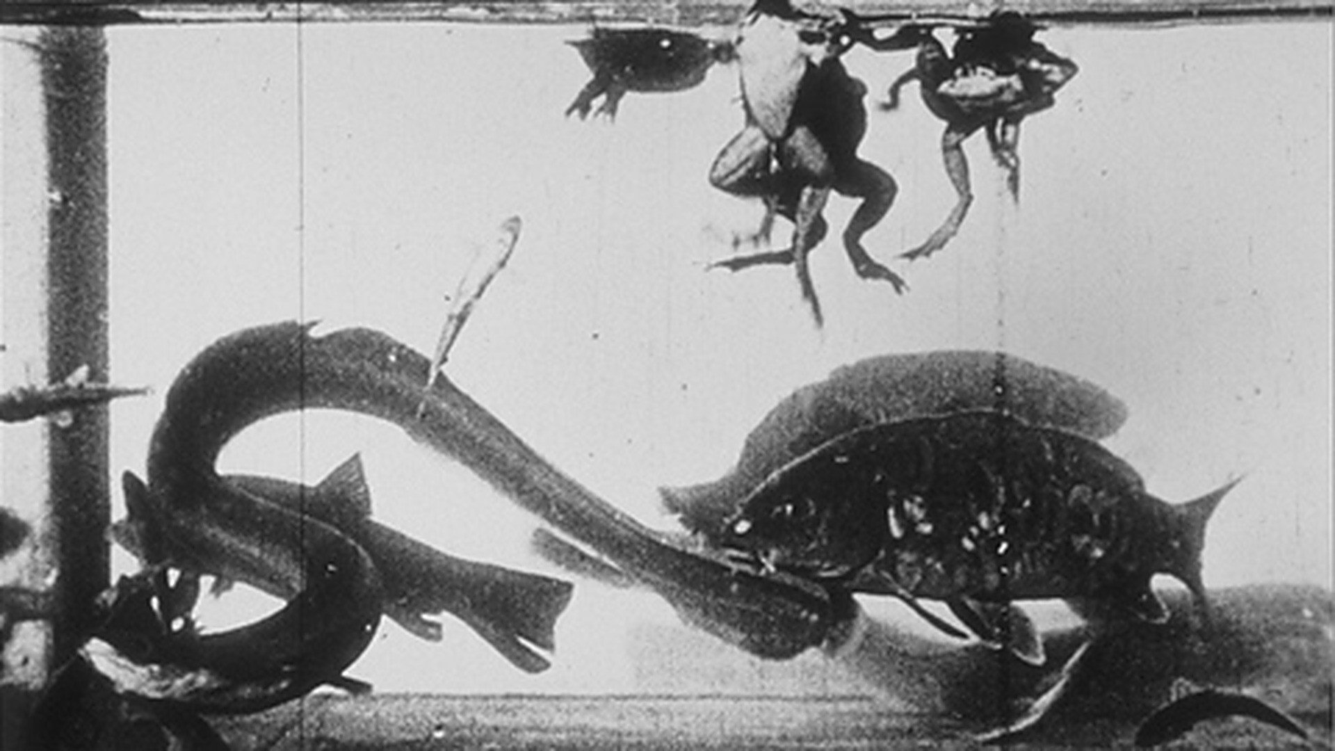 Aquarium