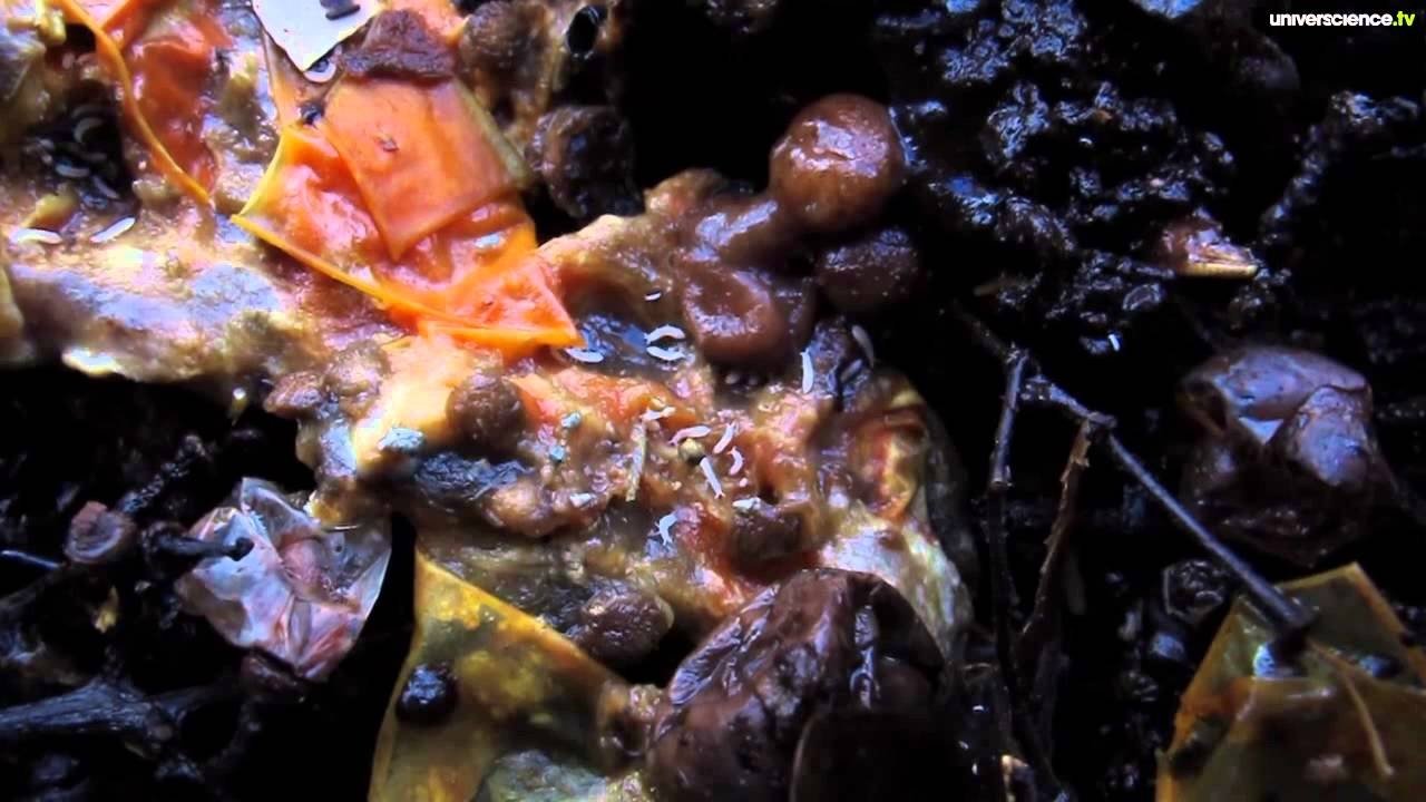 Imagem do Filme La nuit du vivant, voyage au cœur de la pourriture