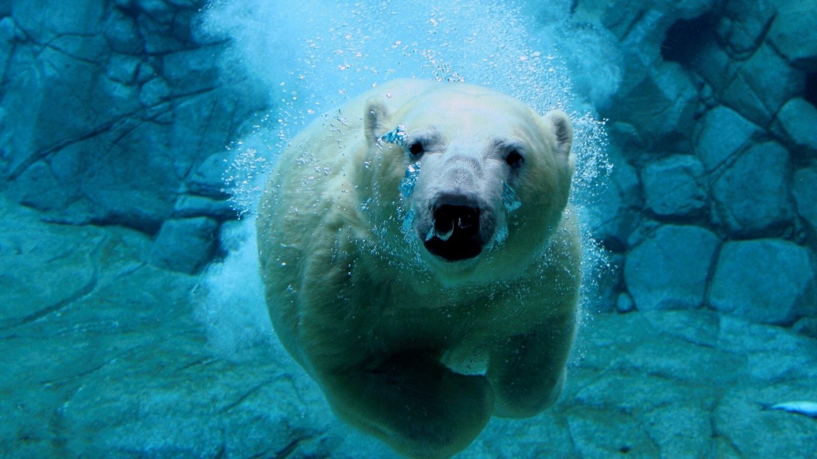 Les Secrets des Animaux des Glaces (2017)