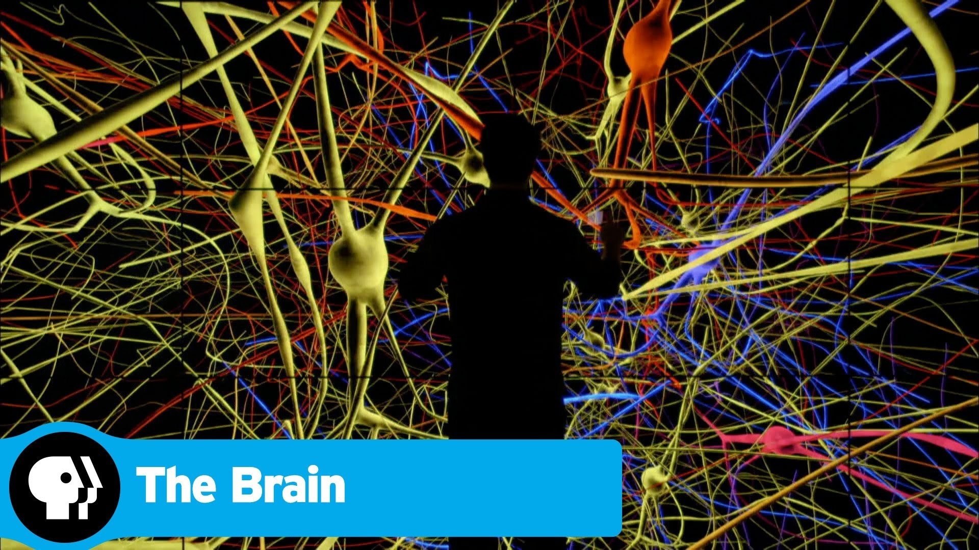 The Brain with David Eagleman