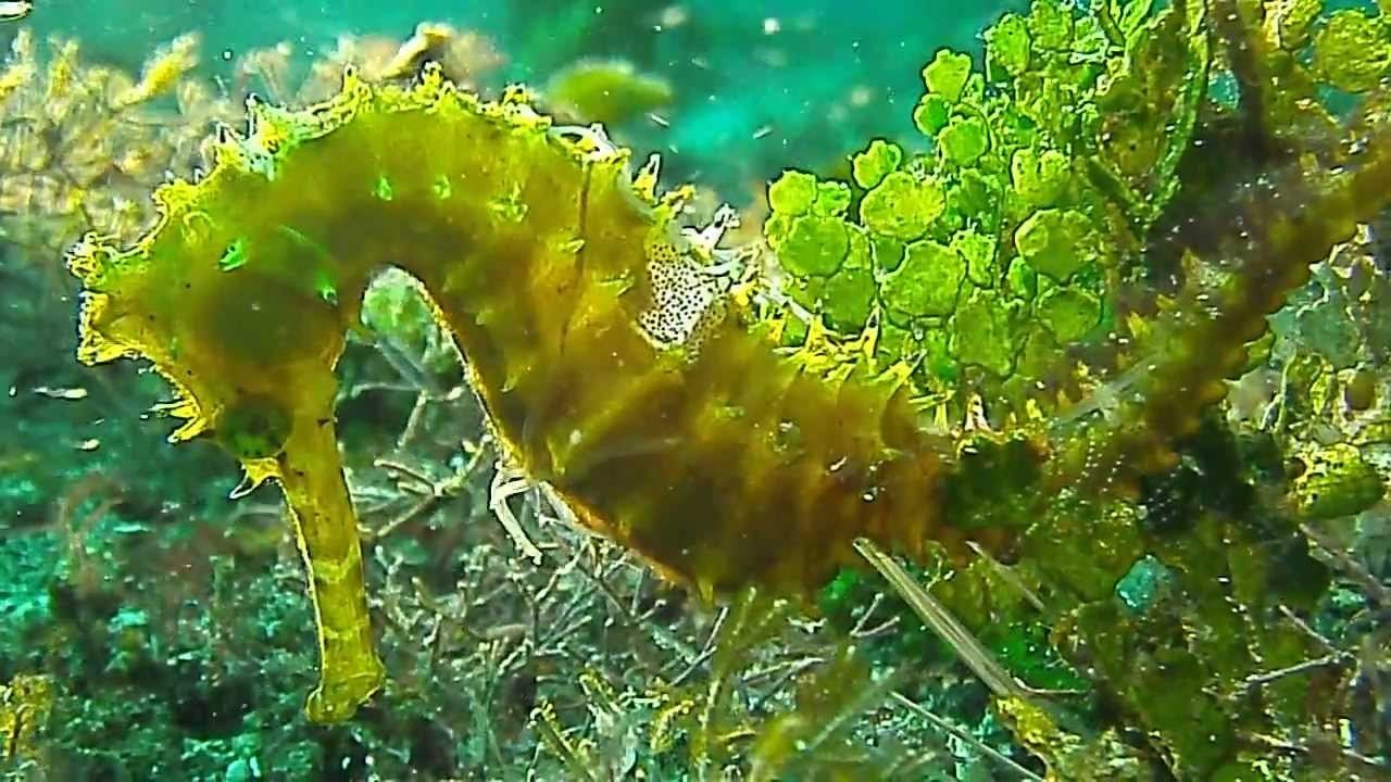 Curiosités animales - Une question de genre - L'hippocampe et la hyène