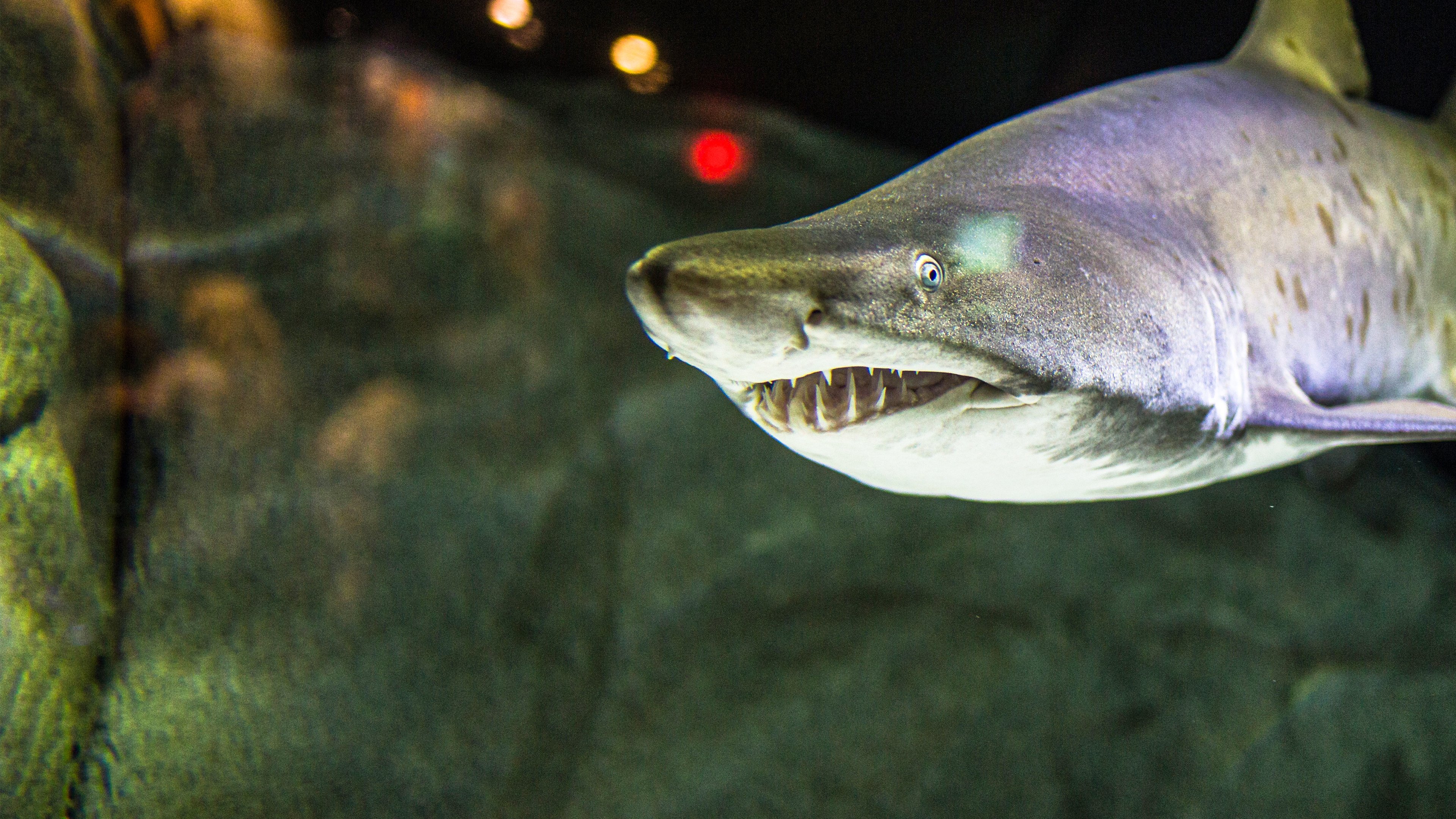 Cannibal Sharks