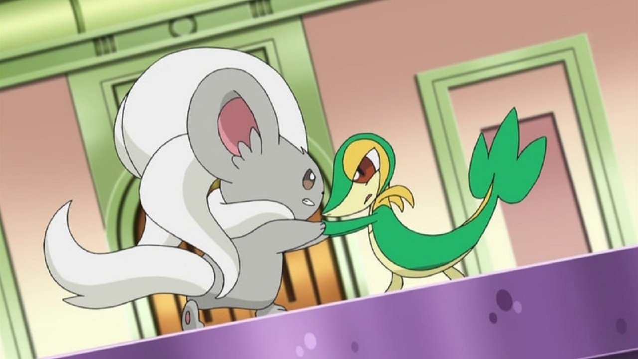 Pokémon Season 16 :Episode 1  Beauties Battling for Pride and Prestige!