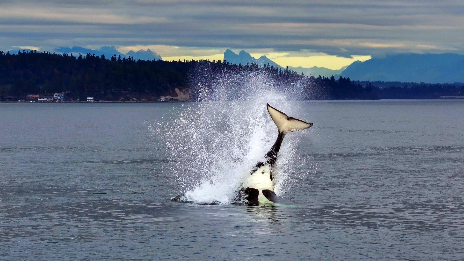 Orcas - Life in Black and White
