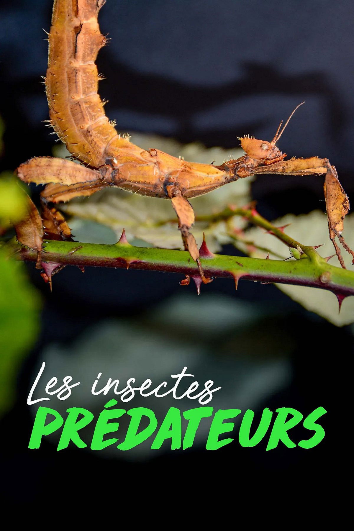 Les insectes prédateurs