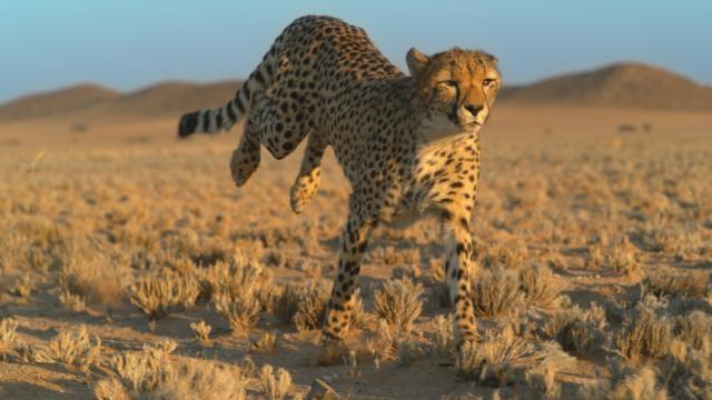 Thumbnail for Growing up Cheetah Season 1 Episode 1