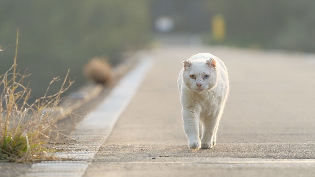 A Cat's-Eye View of Japan - Épisode 9