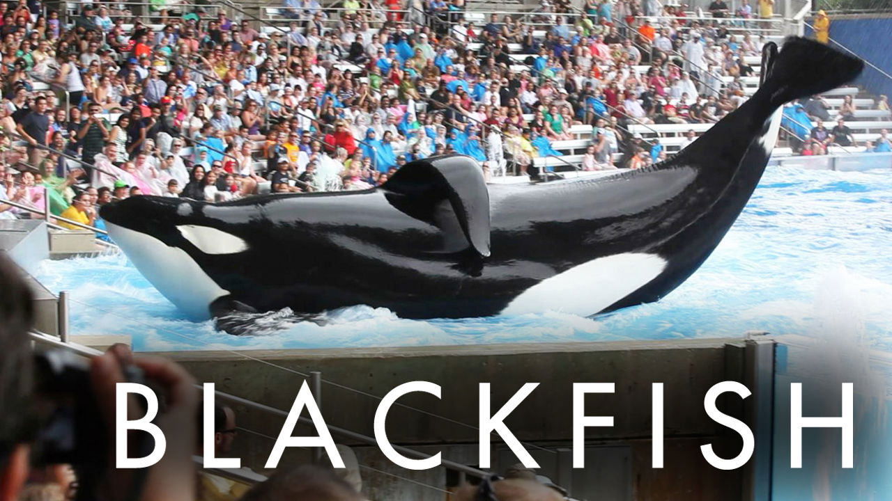 Blackfish (2013)