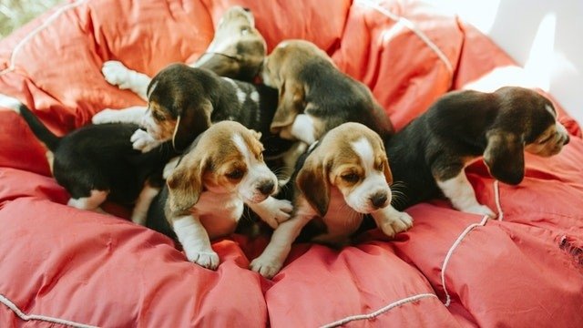 Dog Squad Puppy School