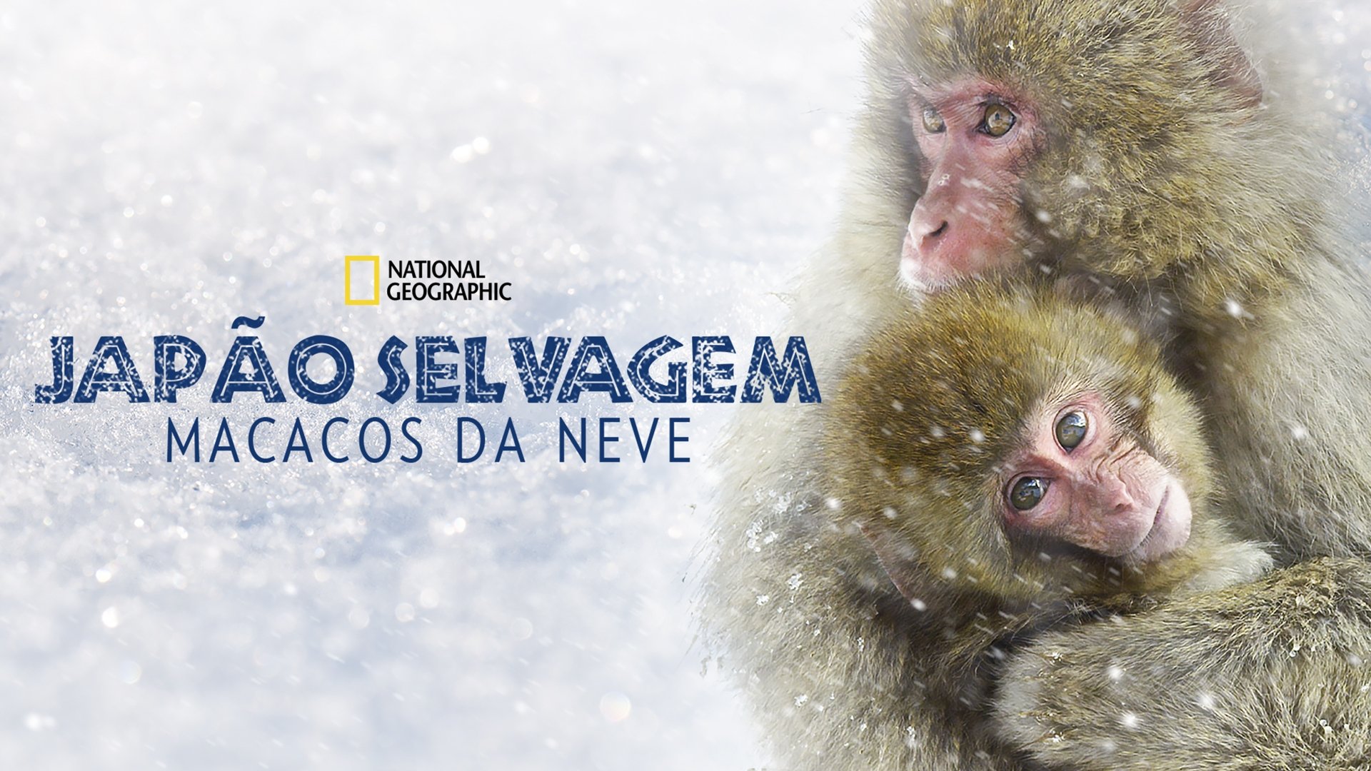 Wild Japan: Snow Monkeys