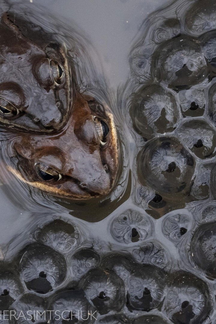 Friends of the Frogpool Lane