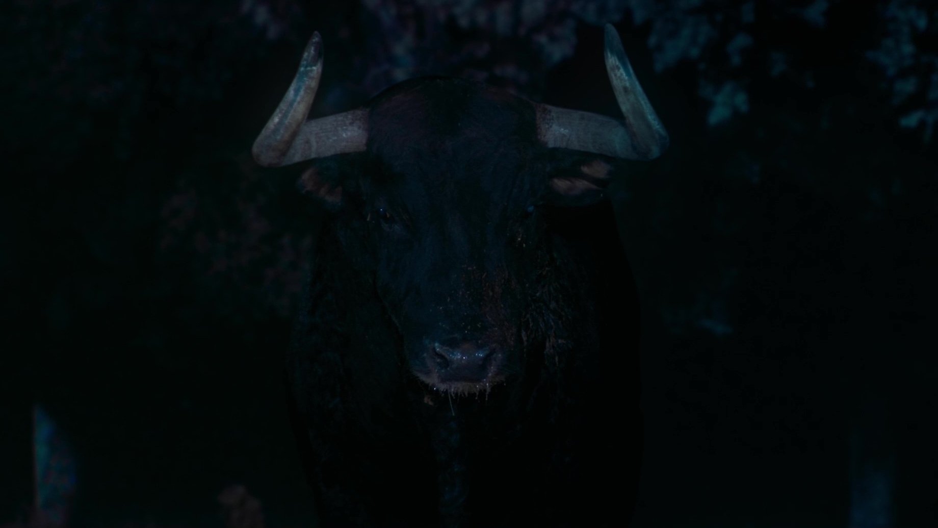 Afternoons of Solitude (2025)