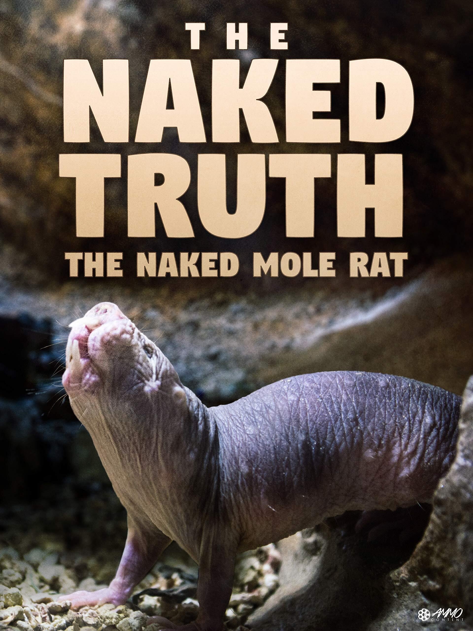 Naked Molerat: Nature’s Weirdest Superhero
