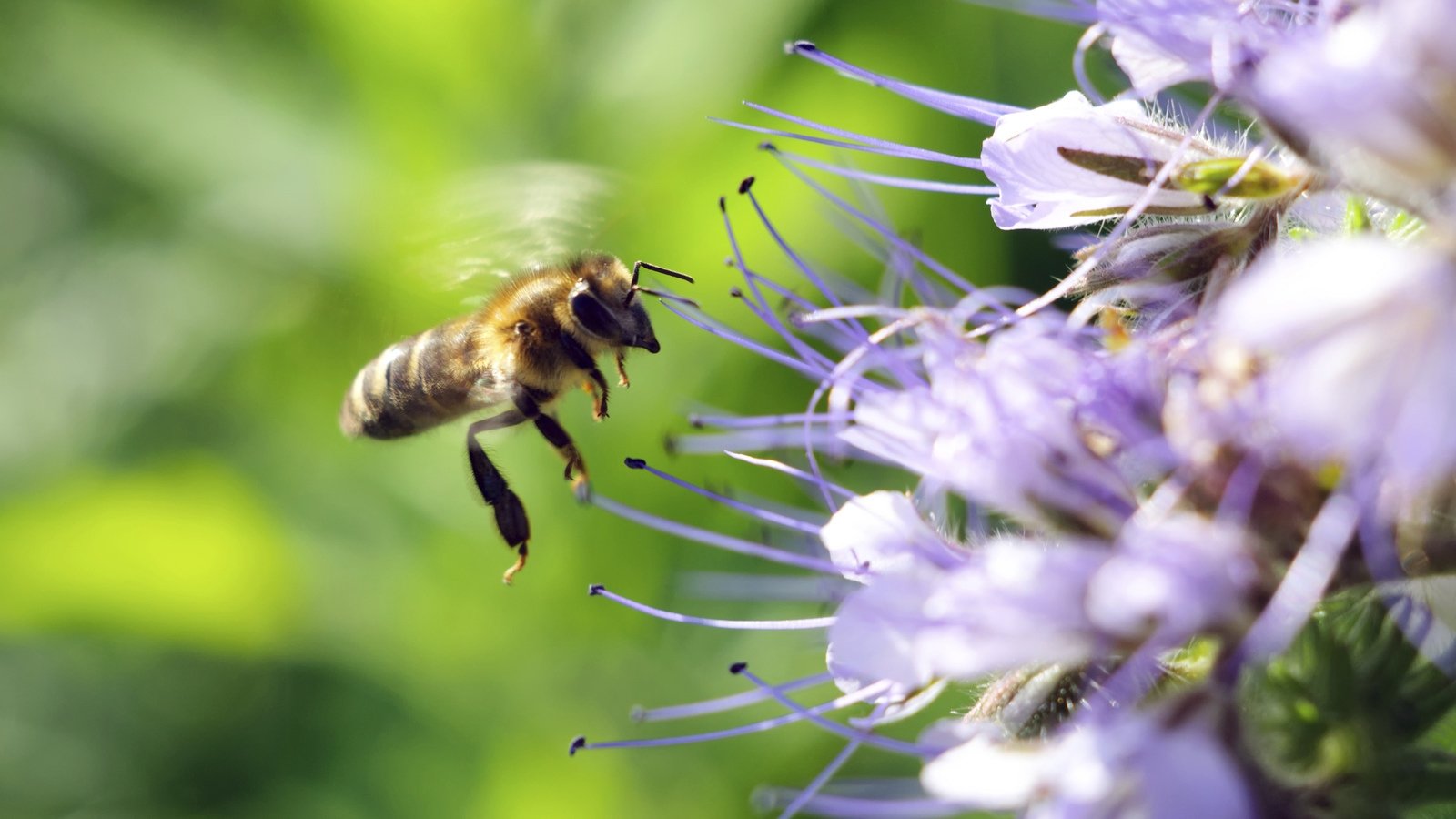 Curiosités animales - Super sens - Anguilles et plantes