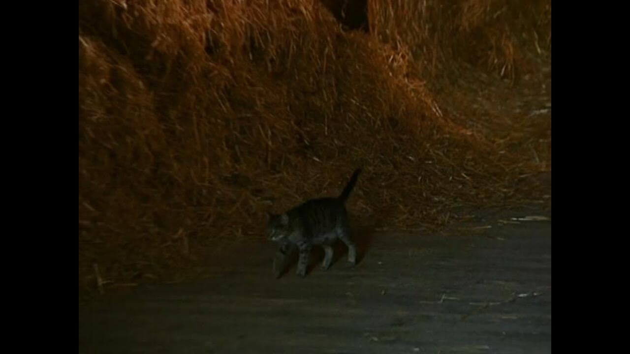 Thumbnail for Cats Season 1 Episode 13