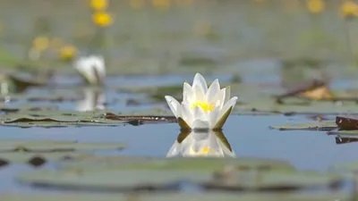 Les Secrets des fleurs sauvages - Au fil de l'eau