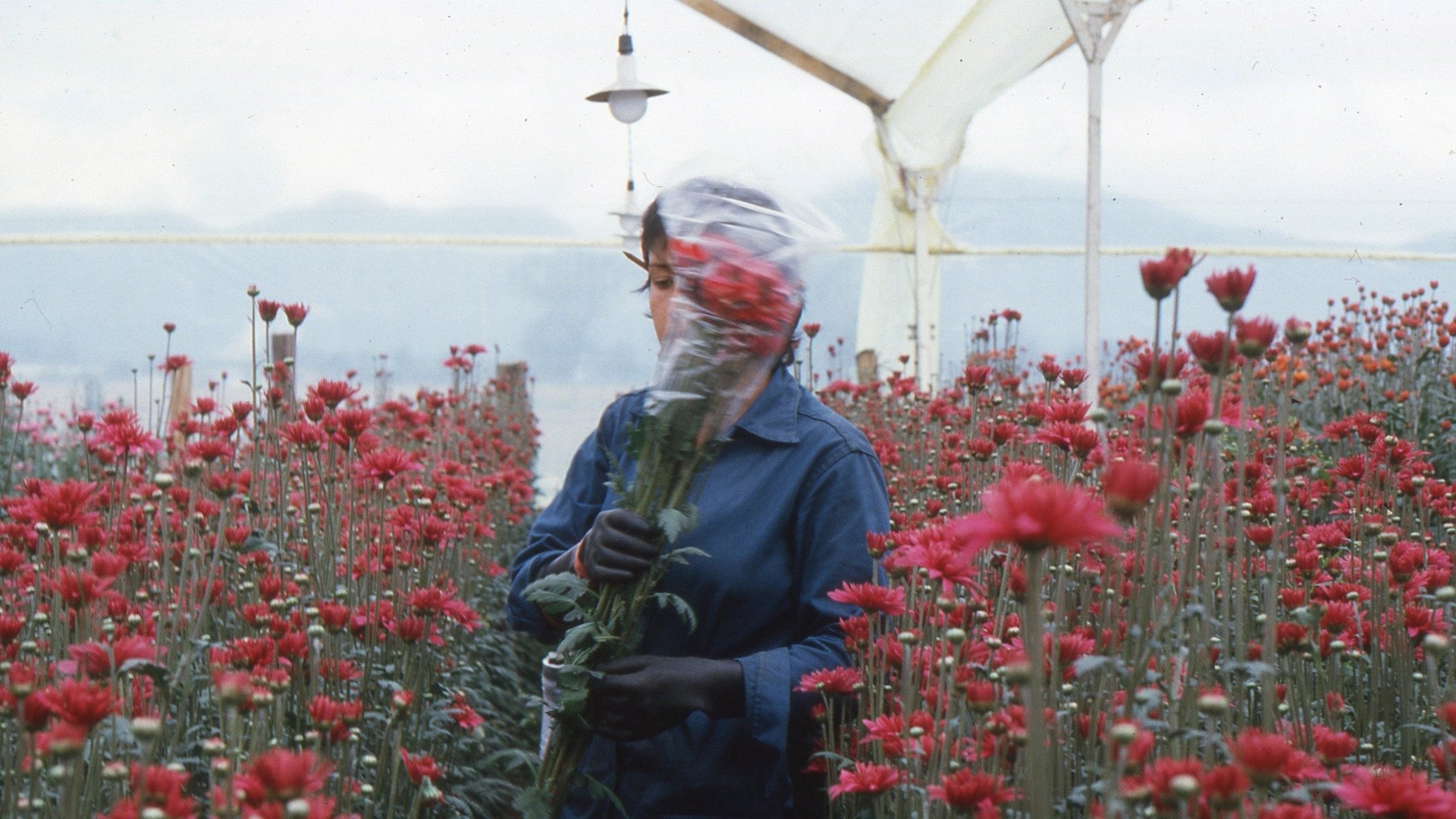 Amor, mujeres y flores