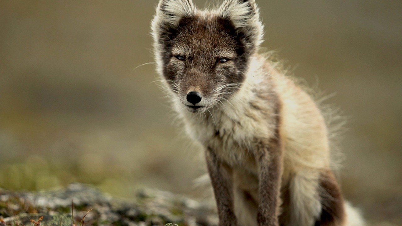 Secret Life of Predators