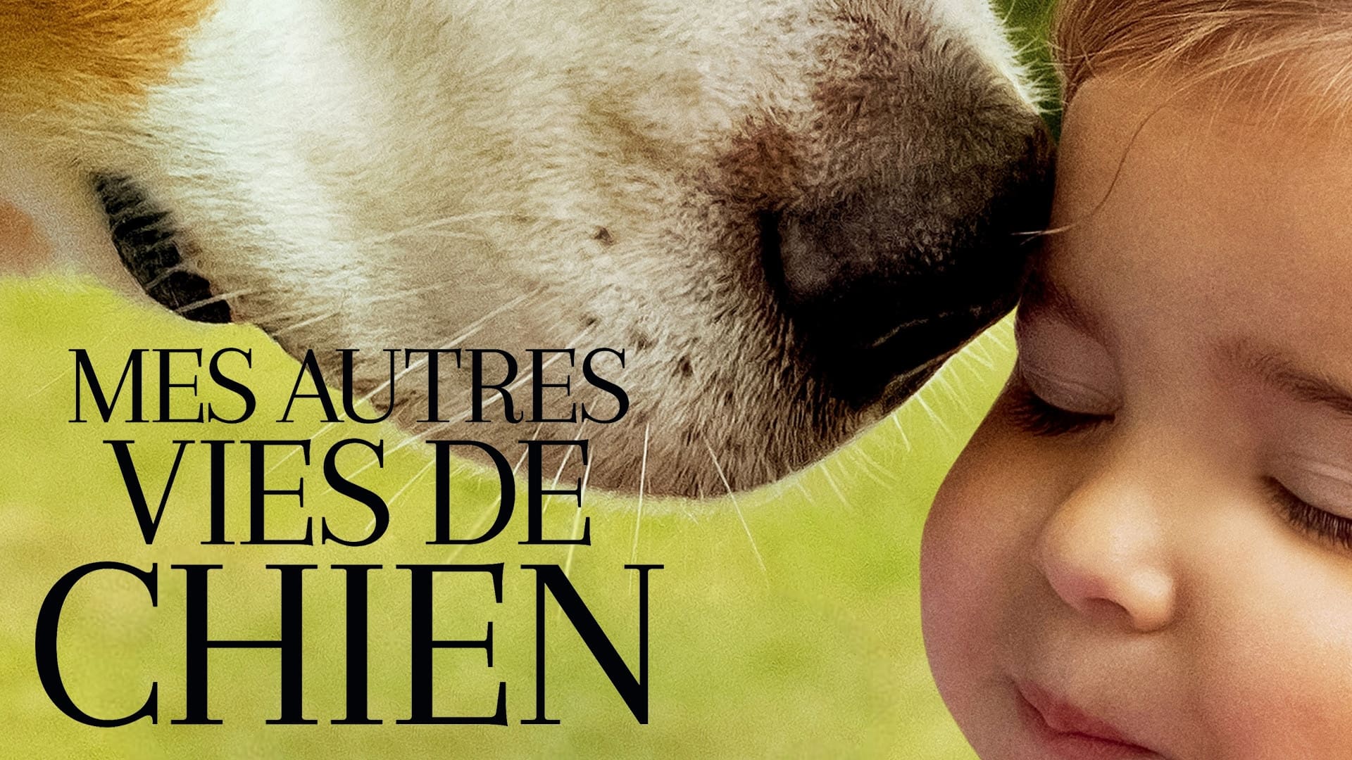 Image du film Mes autres vies de chien ugno9xtlokq9jour2d7tstilxehjpg