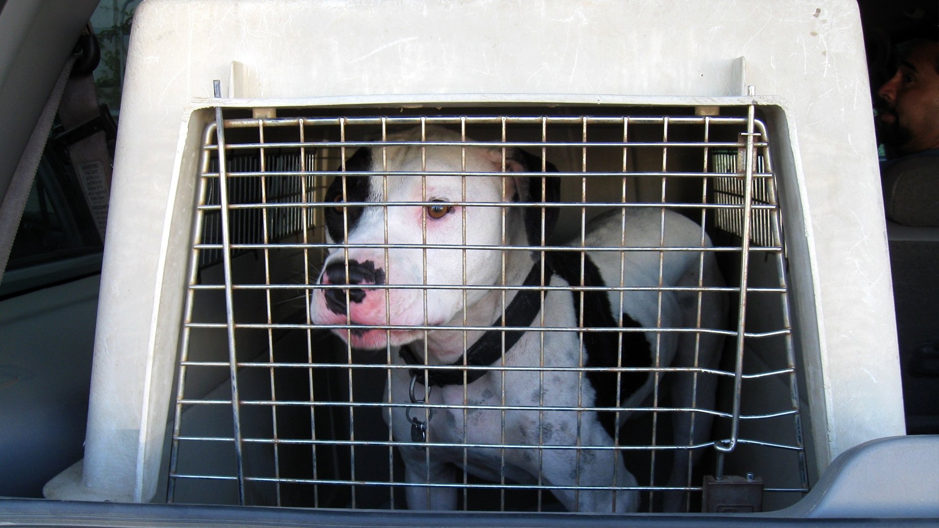 Pit Bulls and Parolees