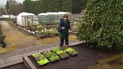 The Beechgrove Garden - Épisode 5