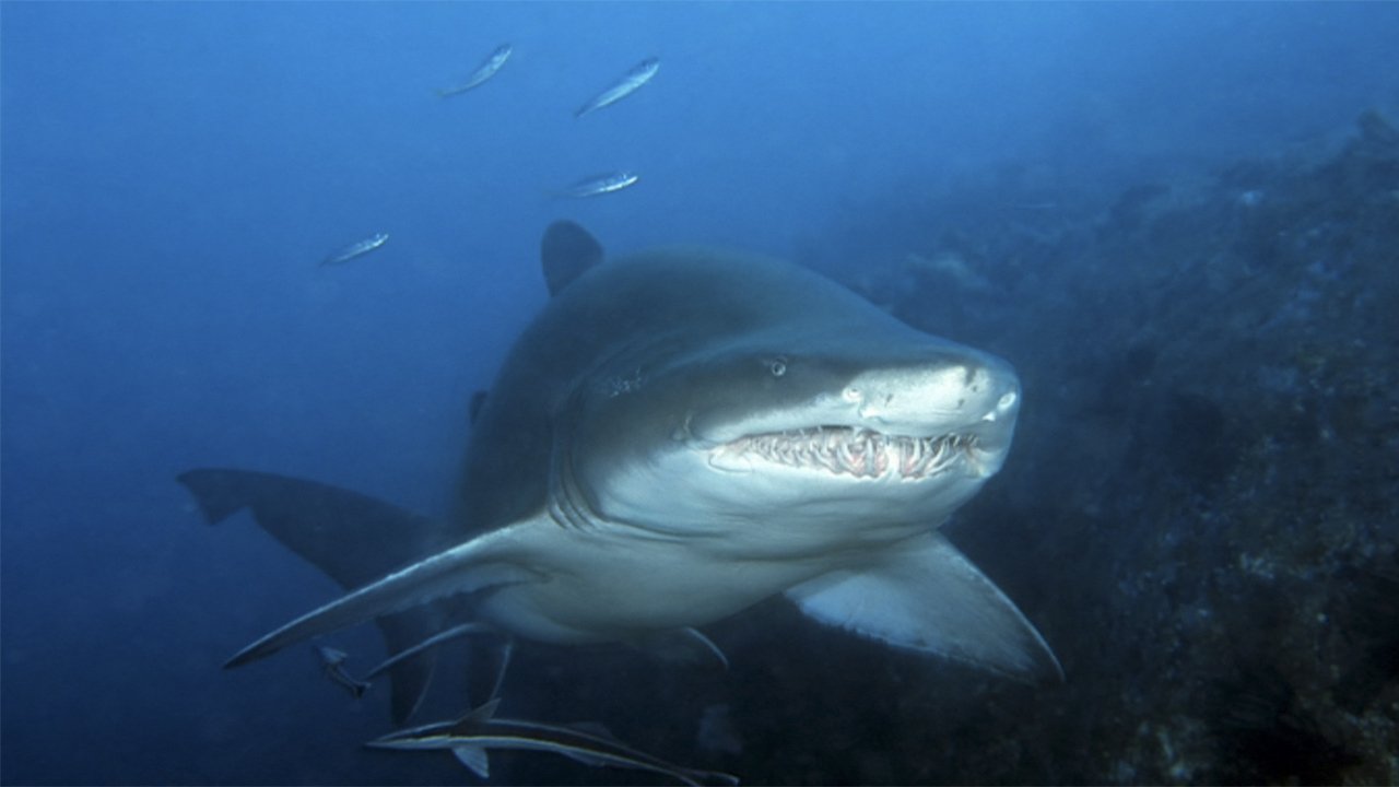Thumbnail for Grey Nurse Shark Season 1 Episode 9