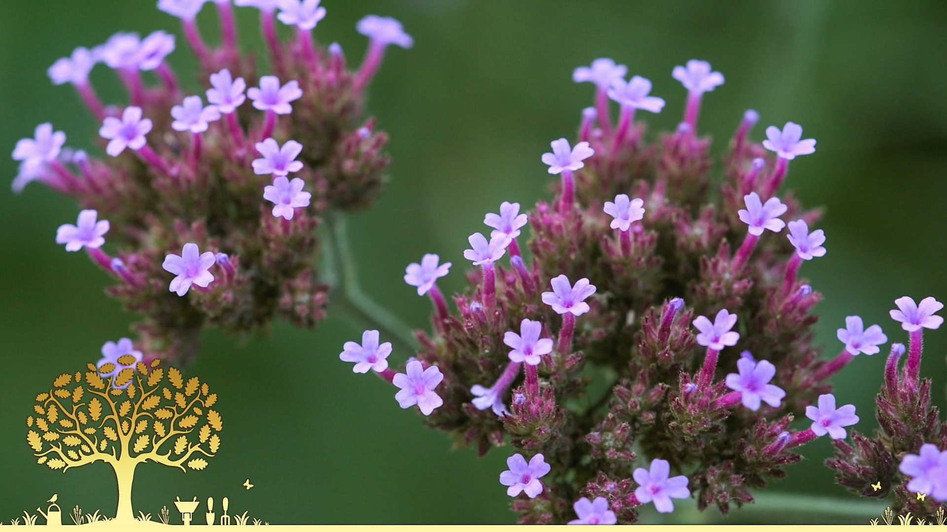 Gardeners' World 54x26